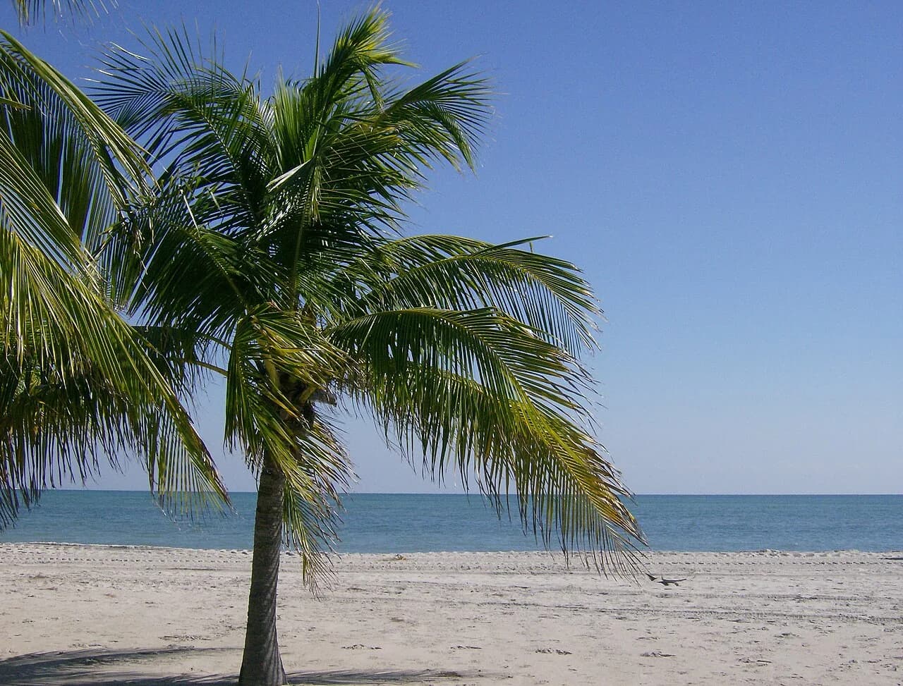 Palmeras y playa de Crandon Park, Key Biscayne